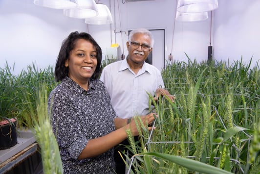 Two scientists looking at wheat trials in grow room