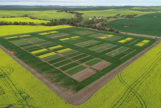 Aerial of rows of grain field trials