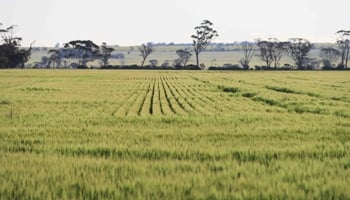 green wheat field