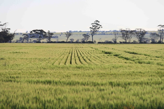 grey sky with green wheat field