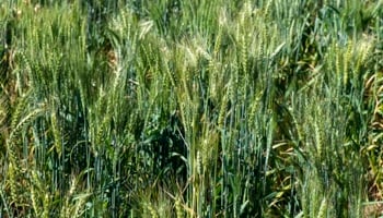 Green wheat heads