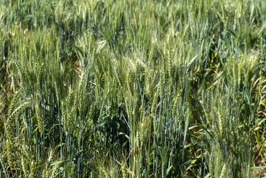 Green wheat heads