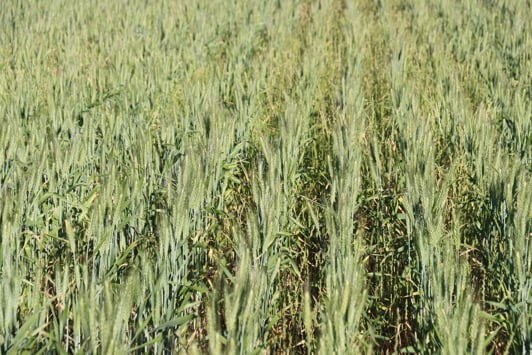 Rows of green crops