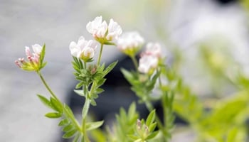 Close up of white lupin flowers