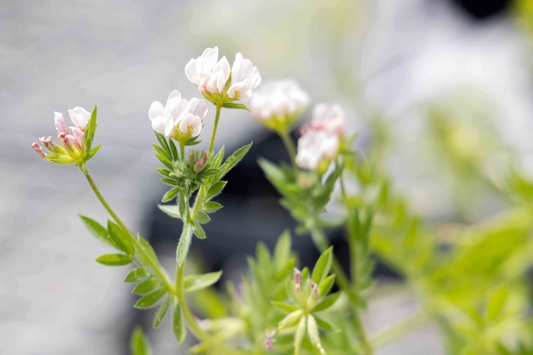 Close up of white lupin flowers