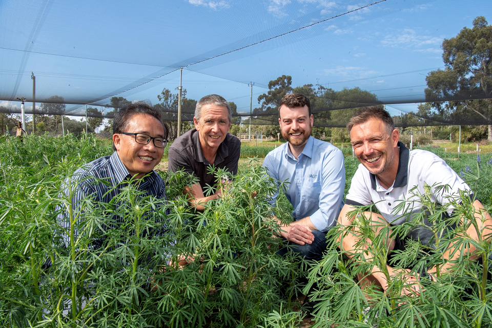 Four men from the lupin disease resistance project team pose crouched for a photo amongst a shaded lupin crop .