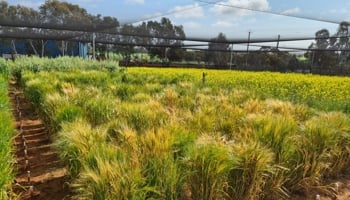 Netted grains trial plot