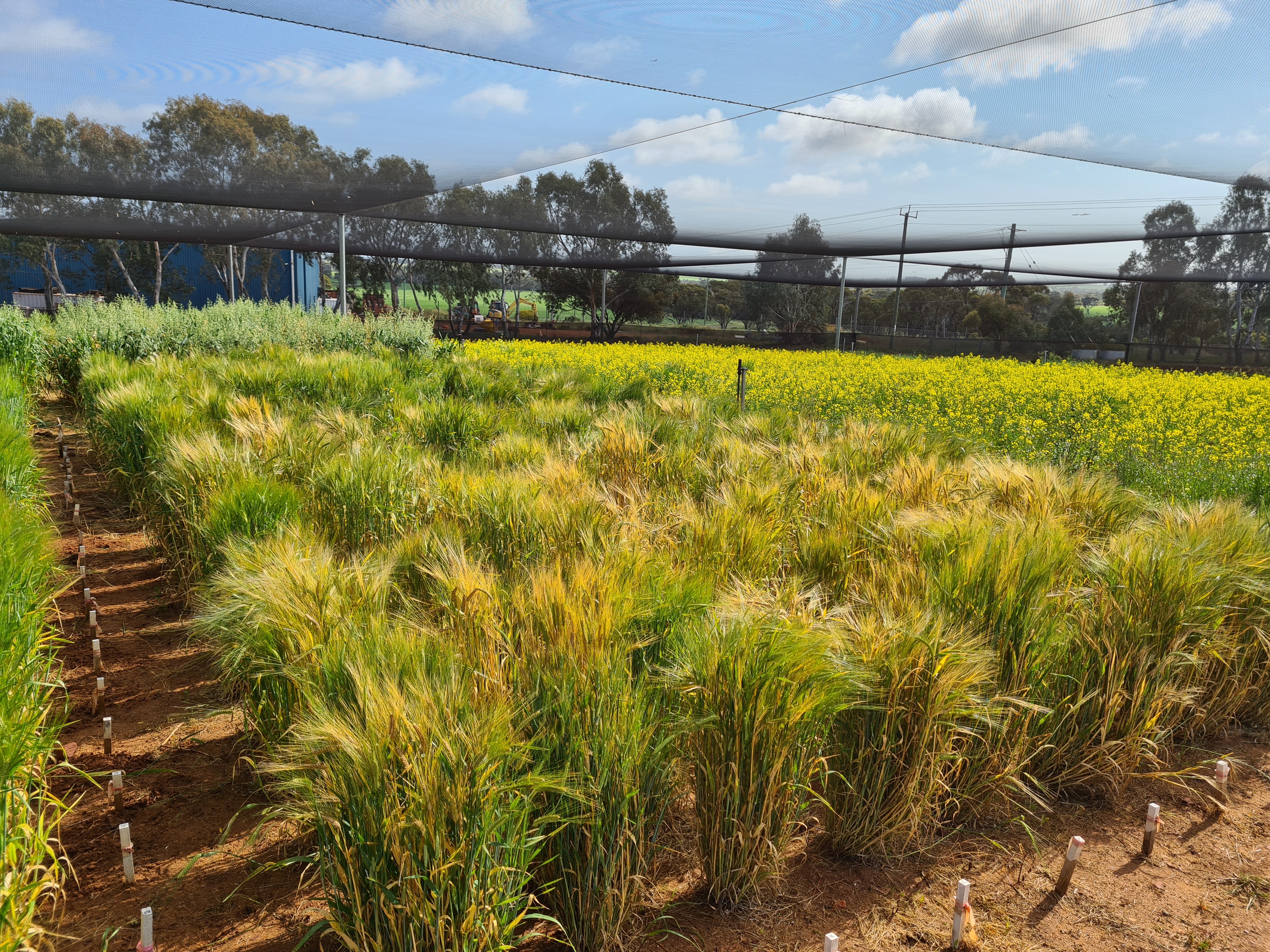 Netted grains trial plot