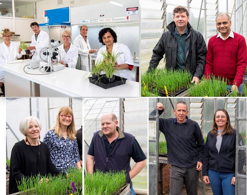 Collage showing male and female researchers in the laboratory, field trials, and glasshouse.