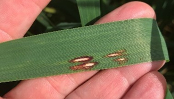 Red leather leaf disease infection on an oat leaf