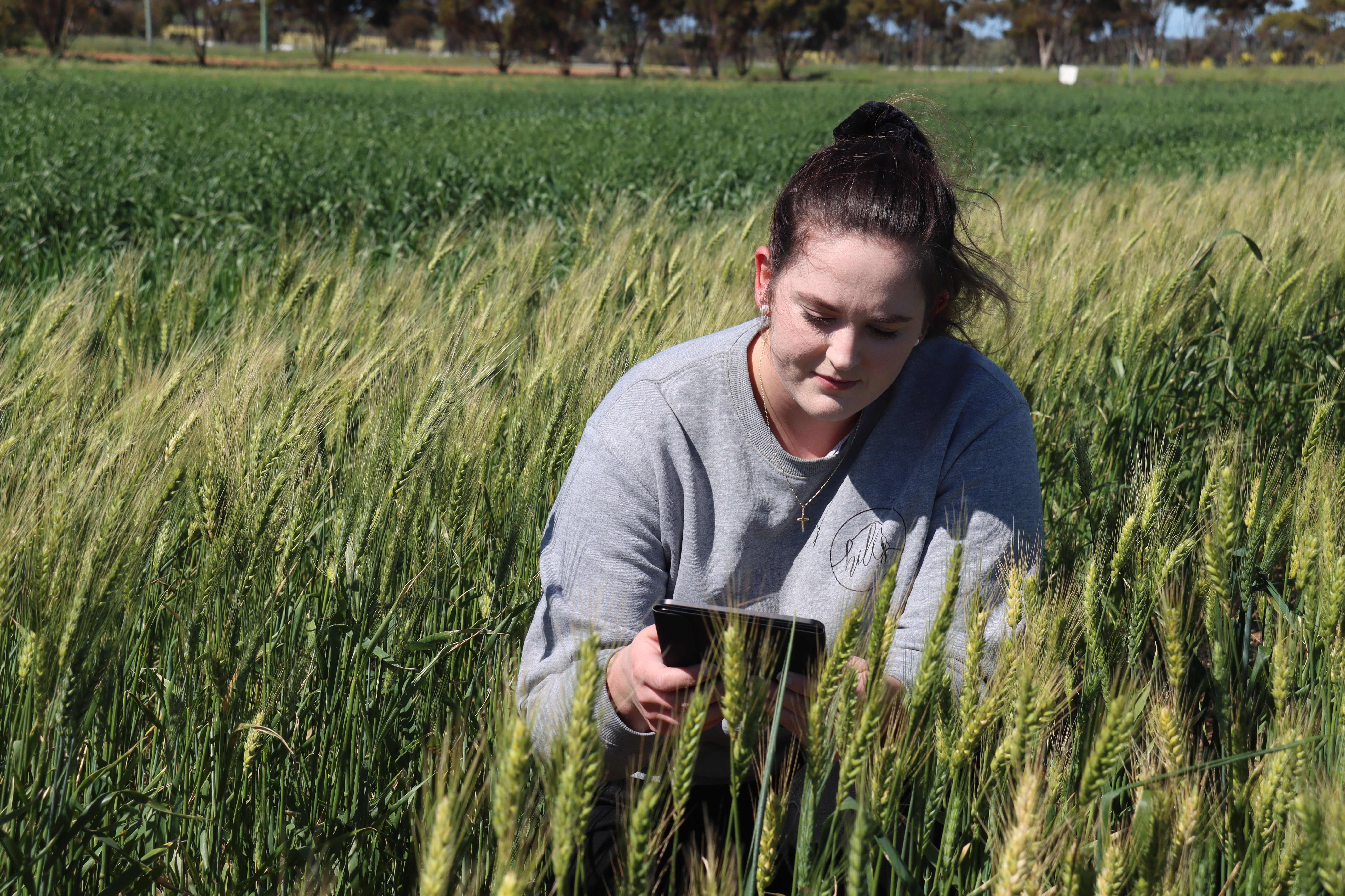 Grains researcher holding tablet in wheat trial crop