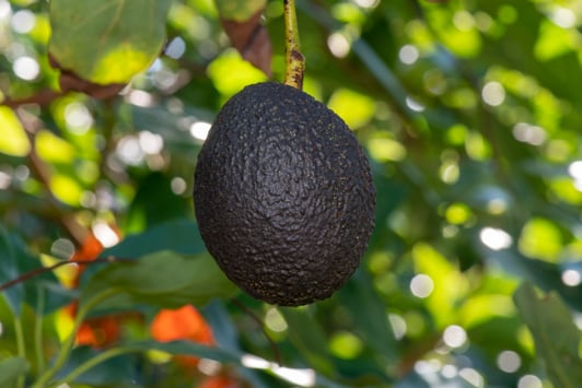 Avocado hanging on tree