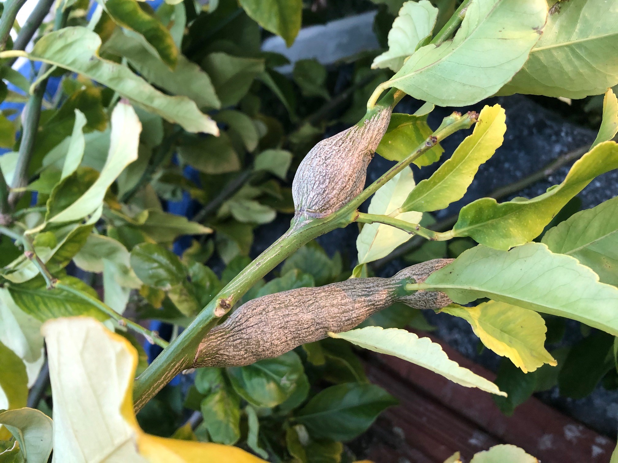 Fully formed galls