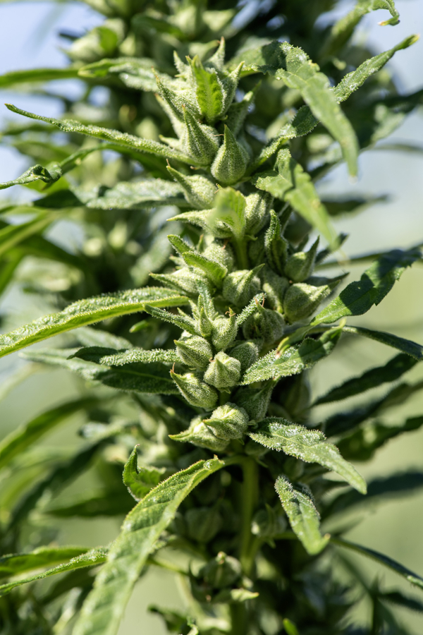 Close-up image of a hemp plant