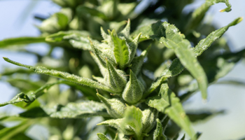 Close-up image of a hemp plant