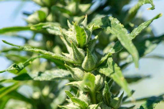 Close-up image of a hemp plant