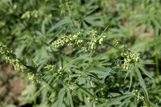 Close-up image of a hemp plant