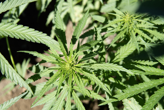 Close-up image of a hemp plant leaves