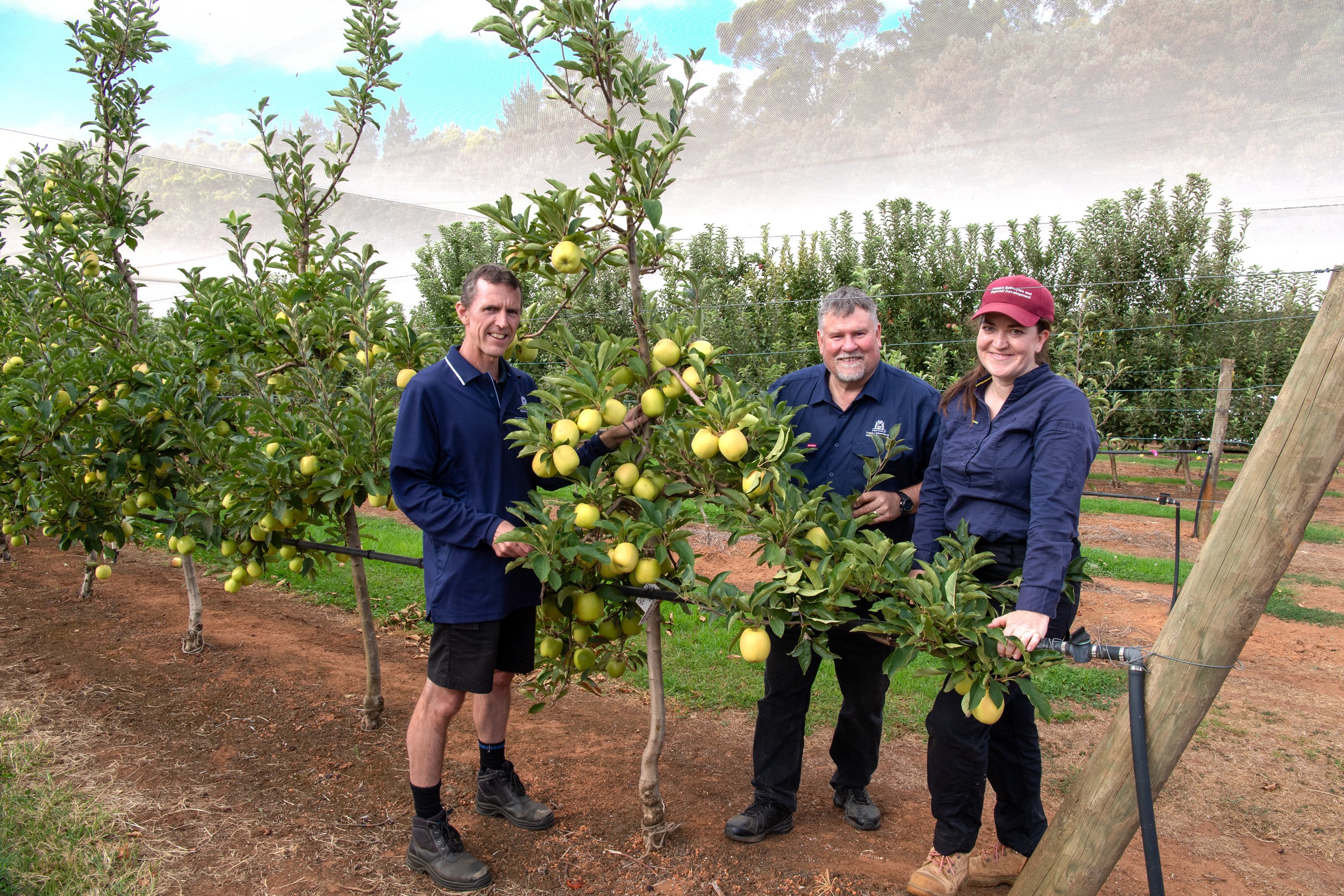 Researchers in an apple research field trial