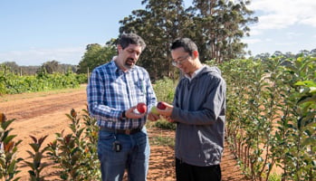 Two scientists in an orchard field trial