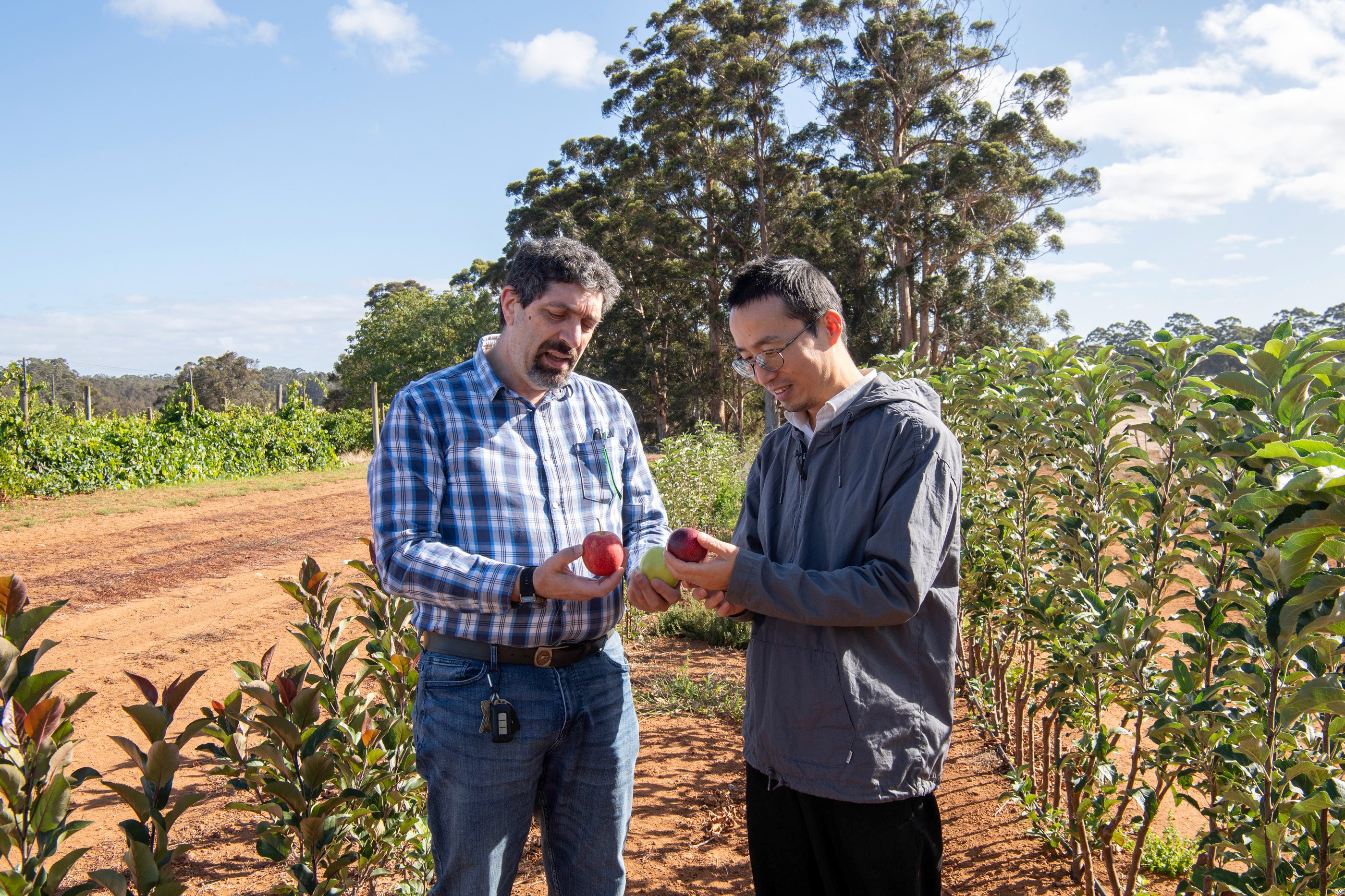Two scientists in an orchard field trial