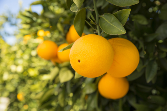 Oranges on tree