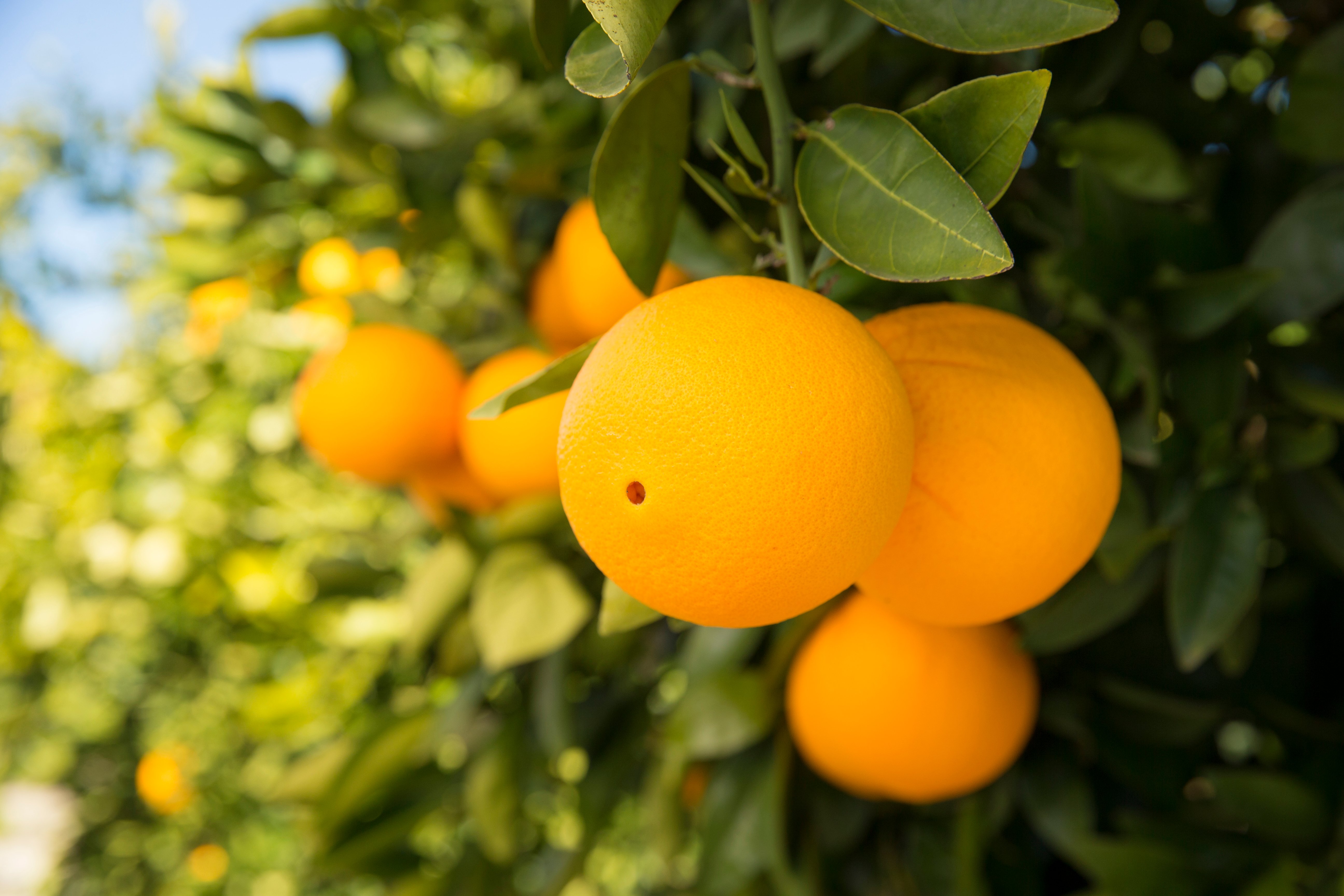 Oranges on tree