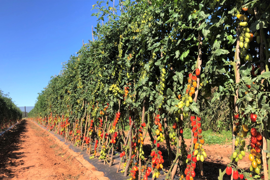 Rows or tomato vines growing, clear blue sky