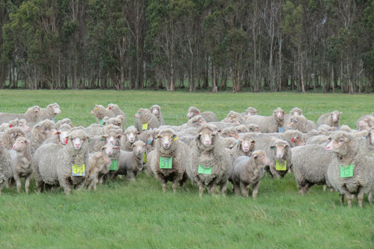 Flock of sheep in a green field
