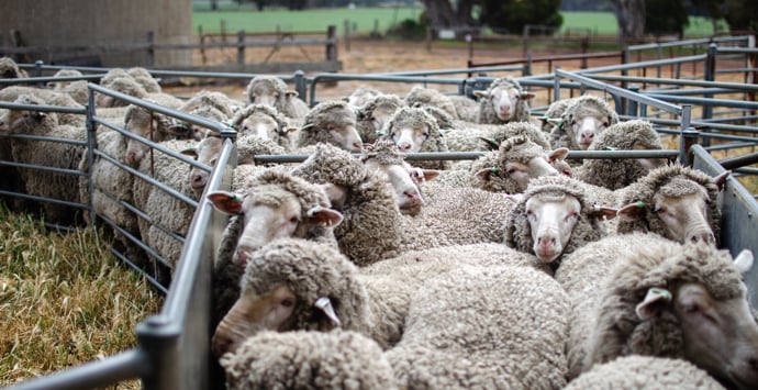 A herd of sheep gathered closely together within a pen