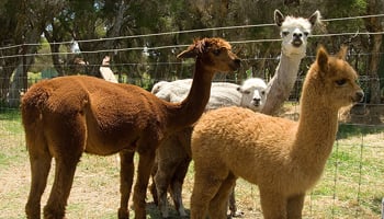 Alpacas in green field next to high fence