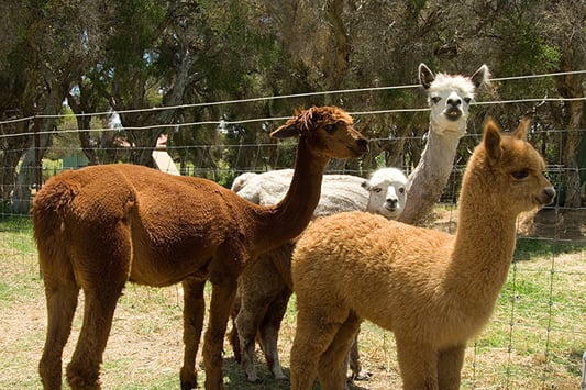 Alpacas in green field next to high fence