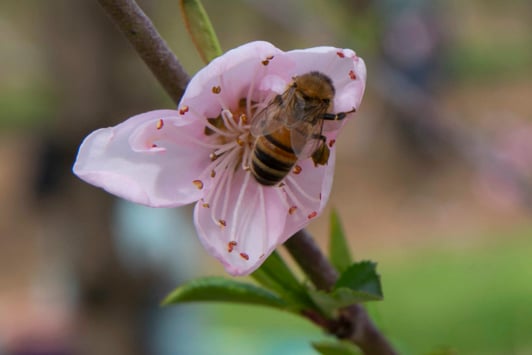 Bee on flower