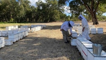 Two people inspecting bee hives