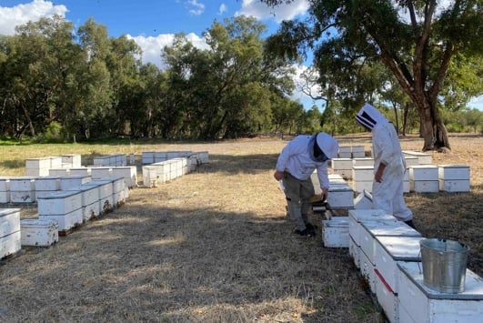 Two people inspecting bee hives