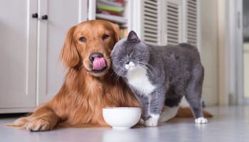 Pet dog and cat resting inside