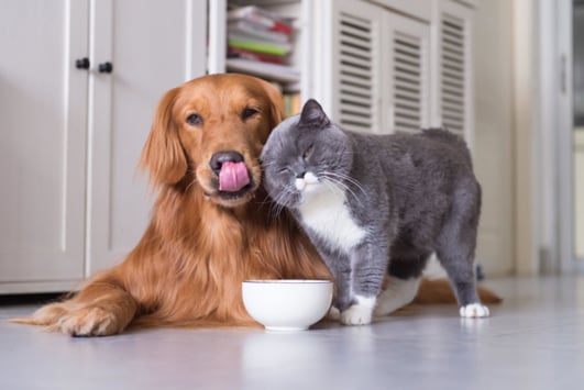 Pet dog and cat resting inside 