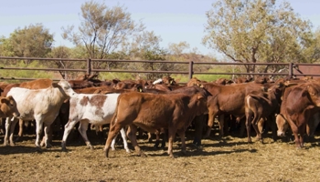 Gathered cattle in a pen