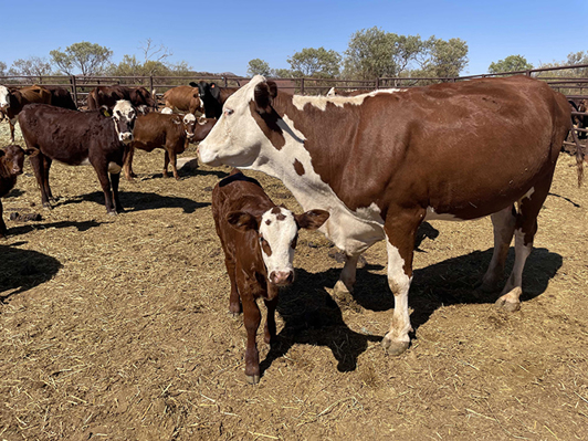 Cattle in yard