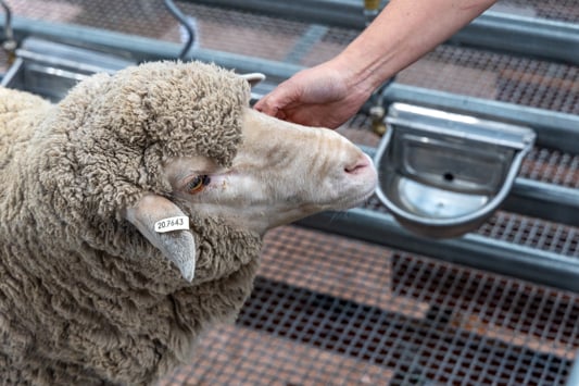 Close up of sheep with ear tag in pen being inspected