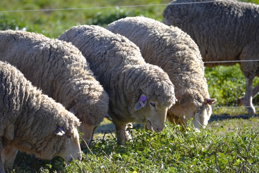 Group of sheep grazing in green field