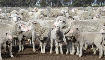 Flock of sheep
