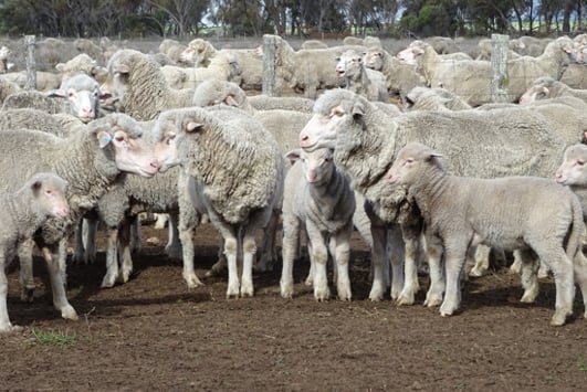 Flock of sheep