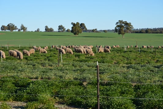 Sheep grazing in green pasture