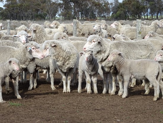 Flock of sheep