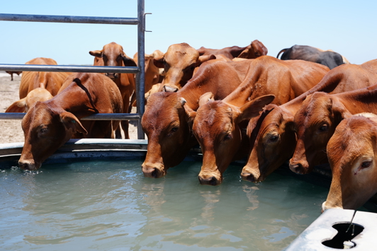 Cattle drinking water