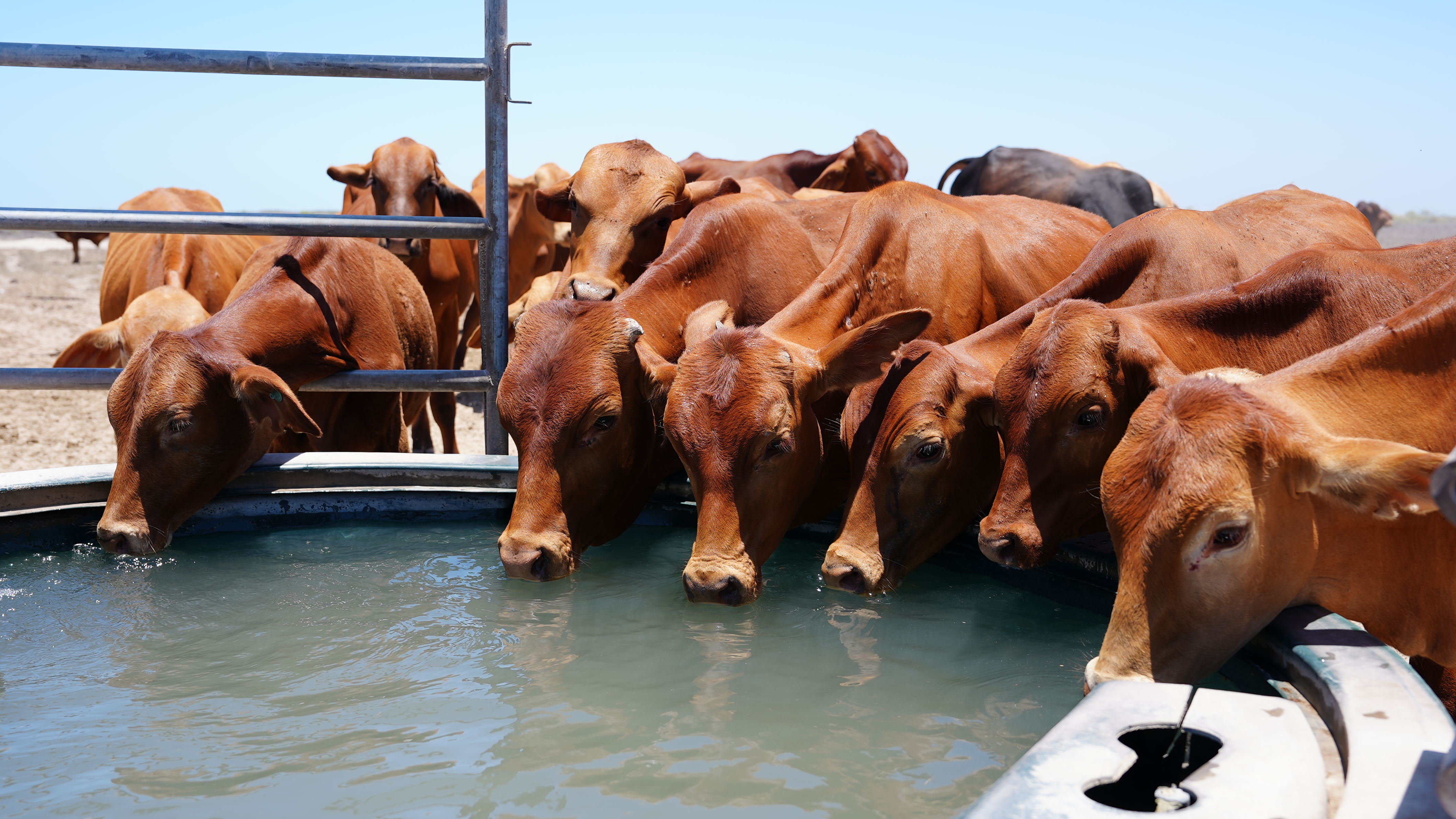 cattle drinking water