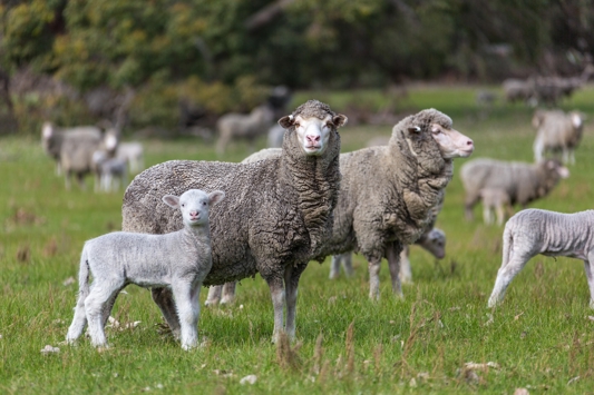 Ewes and lambs in a green field