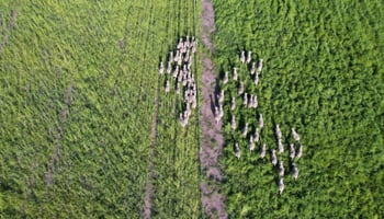 Aerial of sheep in a green paddock
