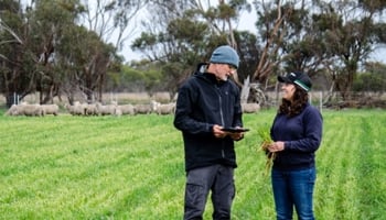Two people stand in a grassy field with sheep in the background, discussing while one holds a tablet.
